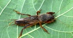 Mole cricket