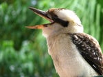 Laughing Kookaburra