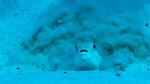 Puffer Fish Builder - No no no no no not yet