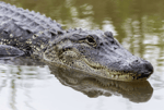 Gator growl hiss