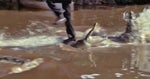 James Bond- How much do you know about crocodile Bond