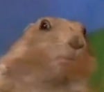 Dramatic chipmunk turn
