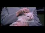 Austin Powers - Dr. evil - When mr bigglesworth gets upset