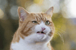 Baby Cat Meow