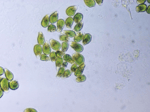 Plankton "Come To Planktopolis"