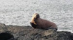 Walrus SFX 5