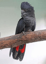 Tropical bird, black cockatoo, single squawk