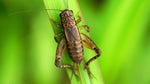Crickets