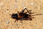 Field cricket