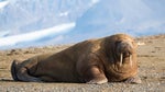 Walrus SFX 3
