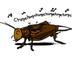 House cricket