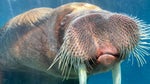 Walrus SFX 6