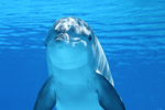 Playing Dolphins Sound Effect