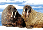 Walrus SFX 7
