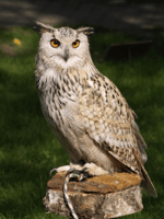 Barn owl 2