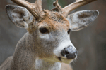 Buck Grunt