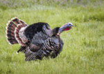 Turkey noises