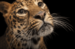 Snow leopard snarl 02