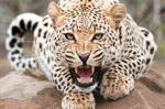 Jaguar Growl - Sound